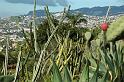 Funchal behind Cactus